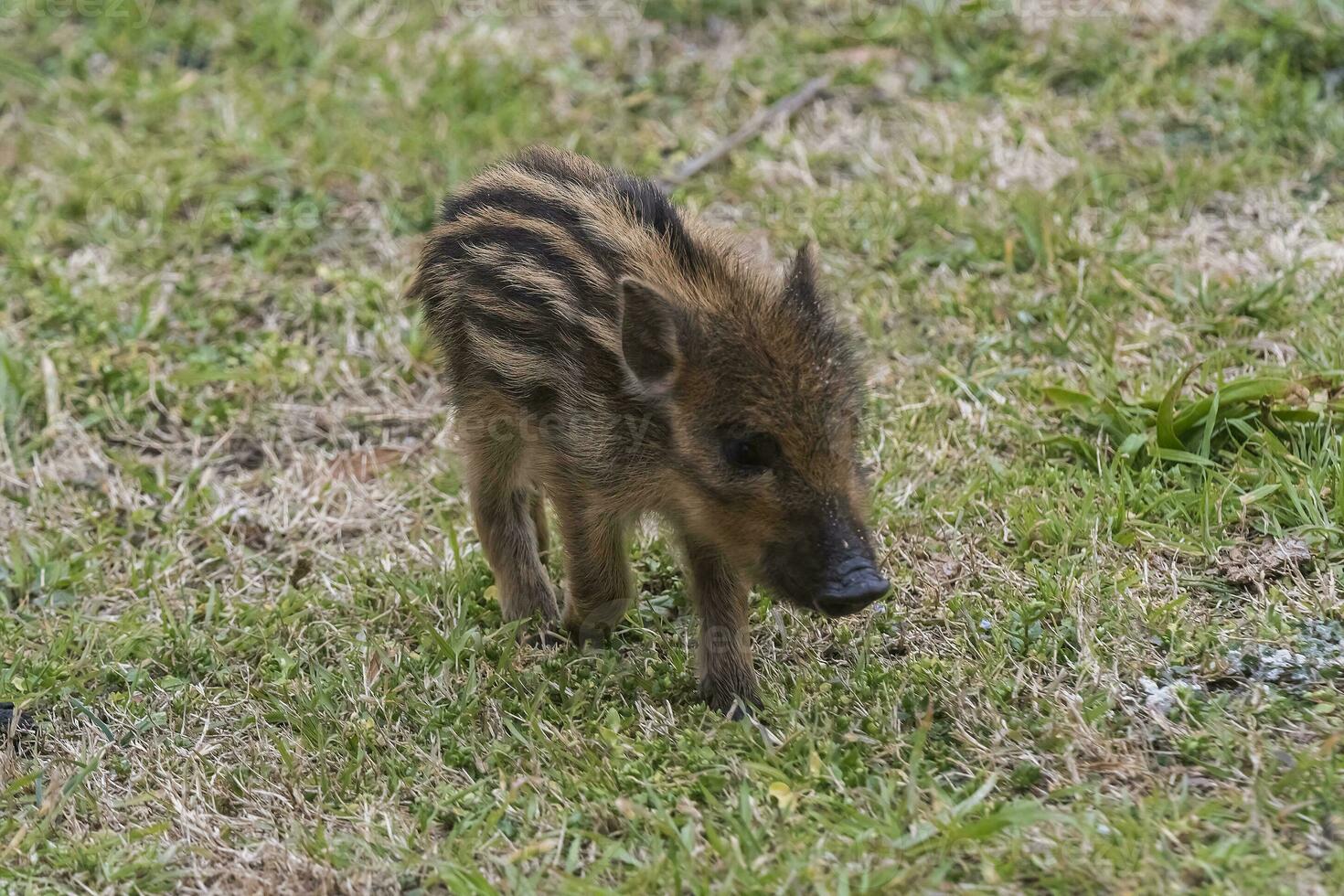 baby wild zwijn , zo scrofa, la pampa , Argentinië. foto