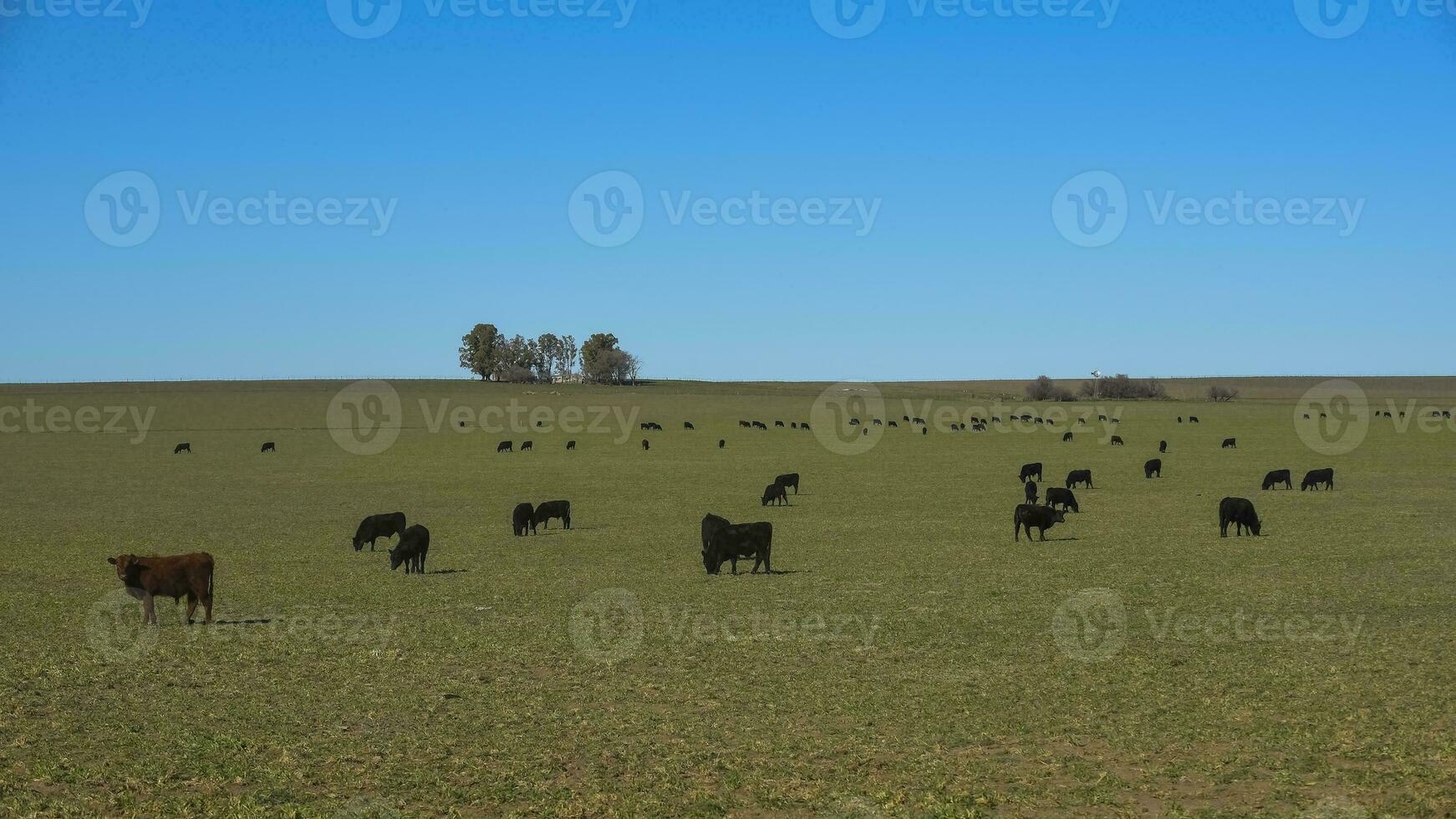 vee begrazing in pampa platteland, la pampa, Argentinië. foto