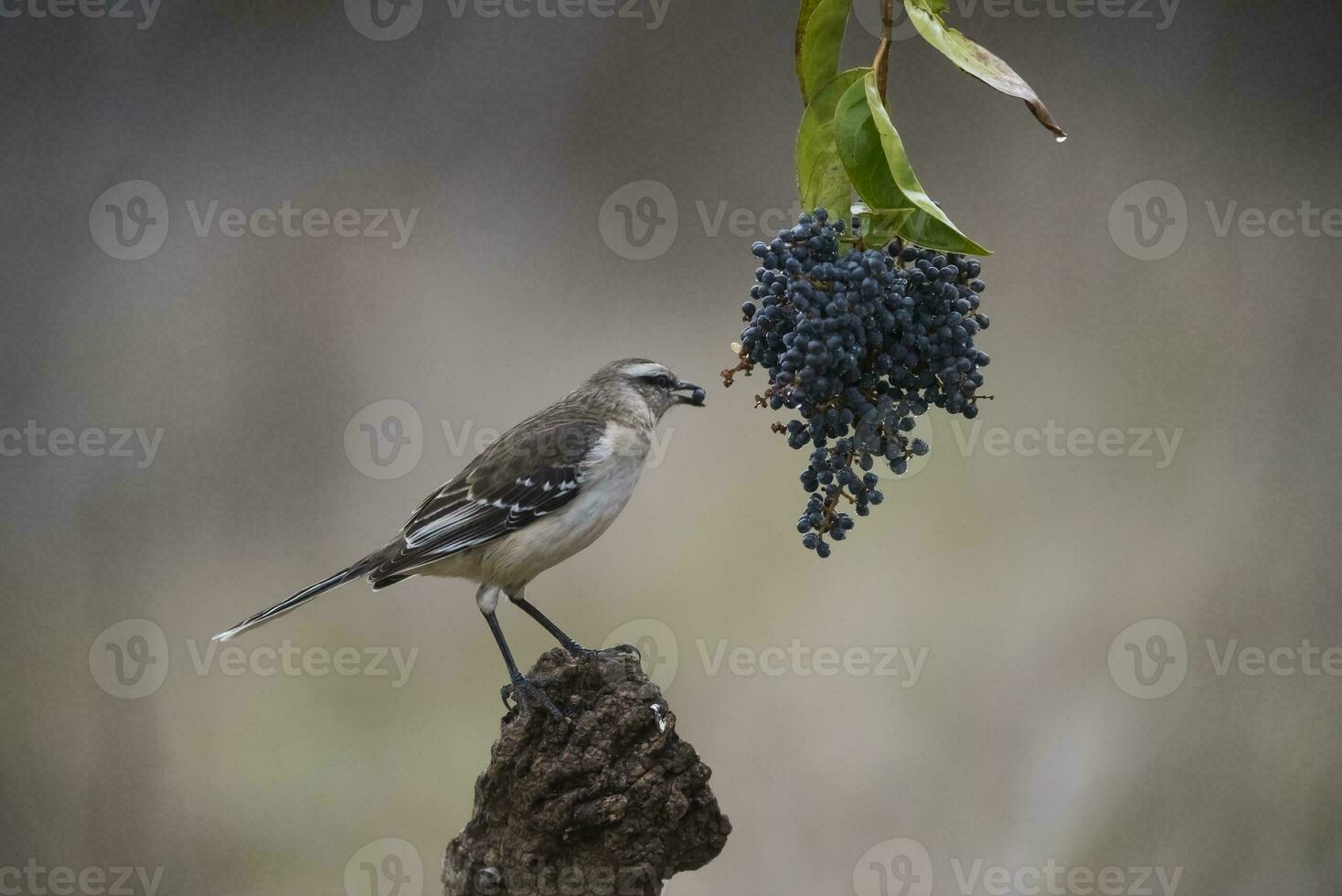 wit gestreept mokingbird, aan het eten wild druiven, paagonië Woud, Argentinië foto