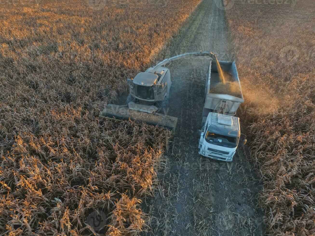 oogst in de Argentijns platteland, pampa, Argentinië foto