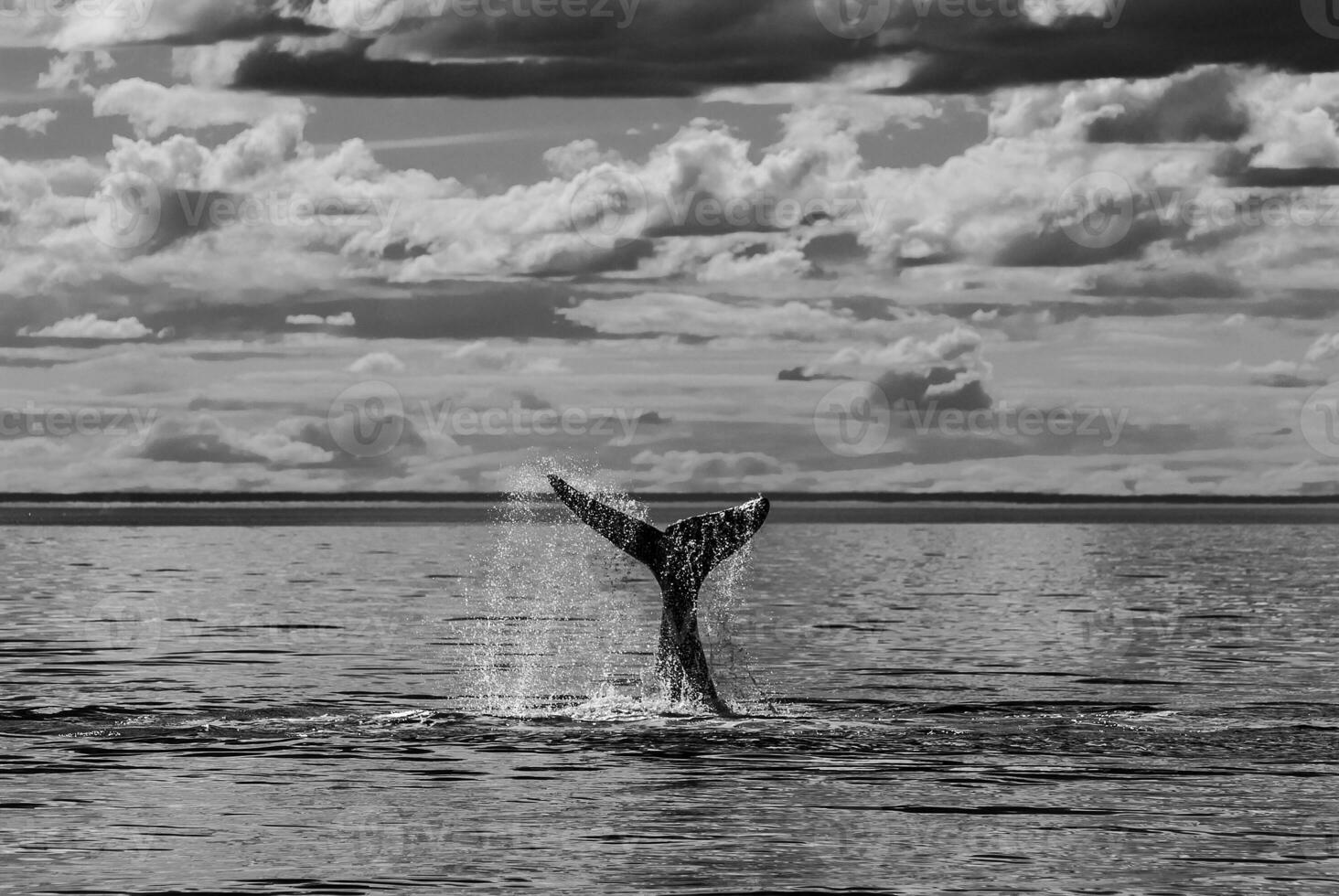 zuidelijk Rechtsaf walvis bedreigd, Argentinië foto