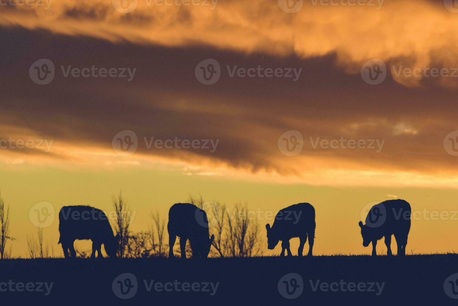 koeien gevoed gras, in platteland, pampa, patagonië, argentinië foto