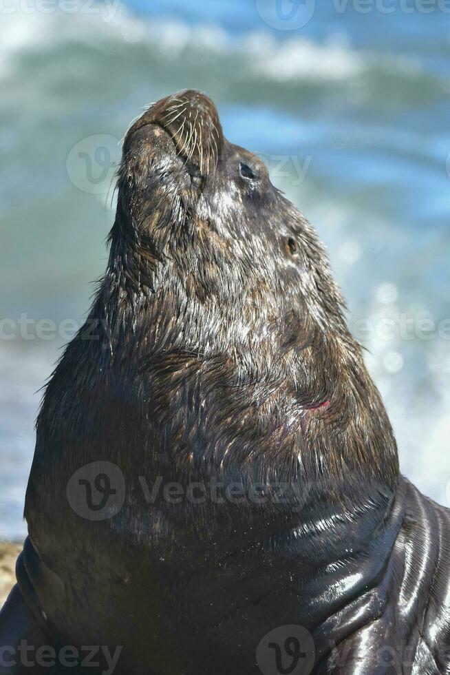 mannetje zee leeuw , Patagonië, Argentinië foto