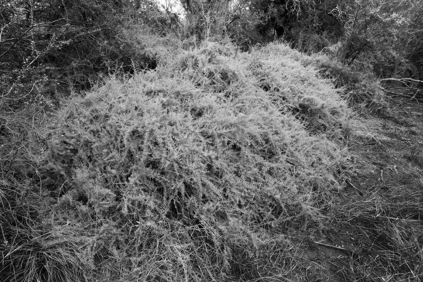 calden Woud landschap, geofraea decorticans planten, la pampa provincie, Patagonië, Argentinië. foto