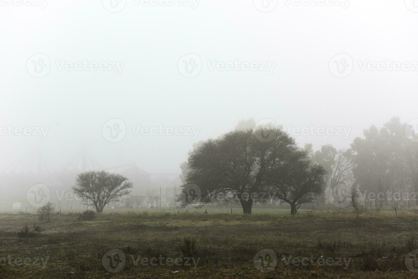 eenzaam boom in dik mist Bij ochtendgloren, in pampa landschap, la pampa provincie, Patagonië, Argentinië. foto