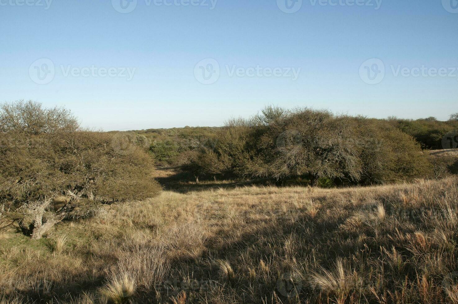 pampa gras landschap, la pampa provincie, Patagonië, Argentinië. foto