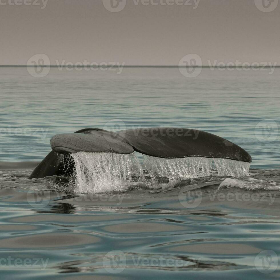 walvis staart in schiereiland valdes, UNESCO wereld erfgoed plaats, Patagonië, Argentinië foto