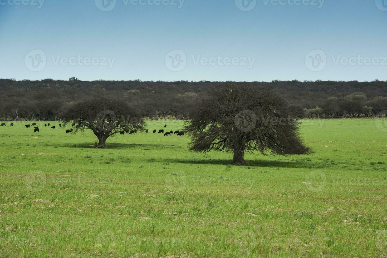 pampa platteland landschap, la pampa provincie, Patagonië, Argentinië. foto