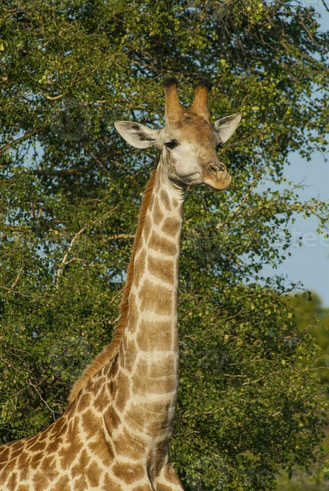 giraffe, Kruger nationaal park, zuiden Afrika foto