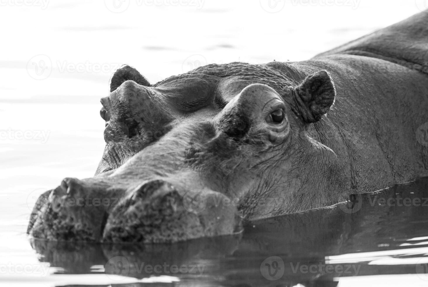 nijlpaard amphibius in waterpoel, Kruger nationaal parkeren, zuiden Afrika foto