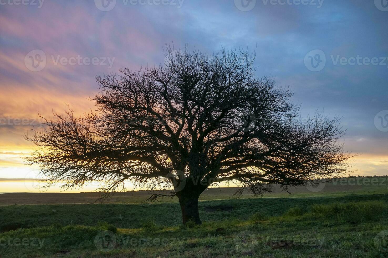 pampa gras landschap, la pampa provincie, Patagonië, Argentinië. foto