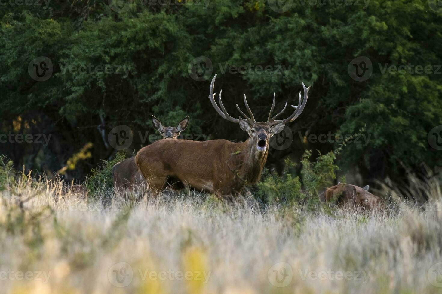 rood hert in la pampa, Argentinië, parque luro, natuur reserveren foto