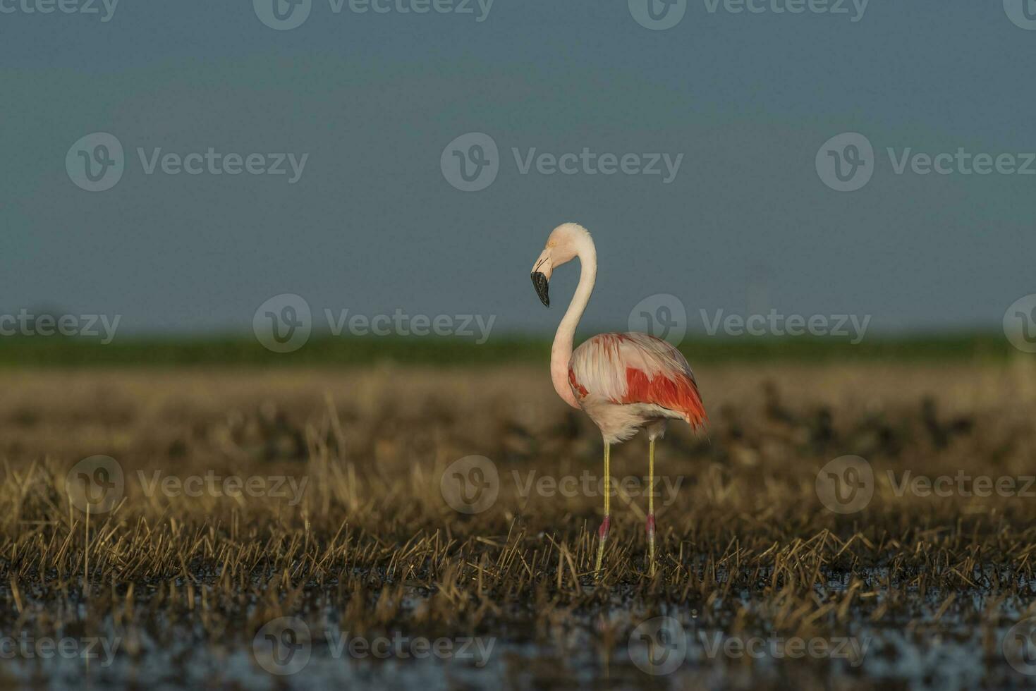 flamingo's in pampa lagune omgeving, la pampa, Patagonië Argentinië foto