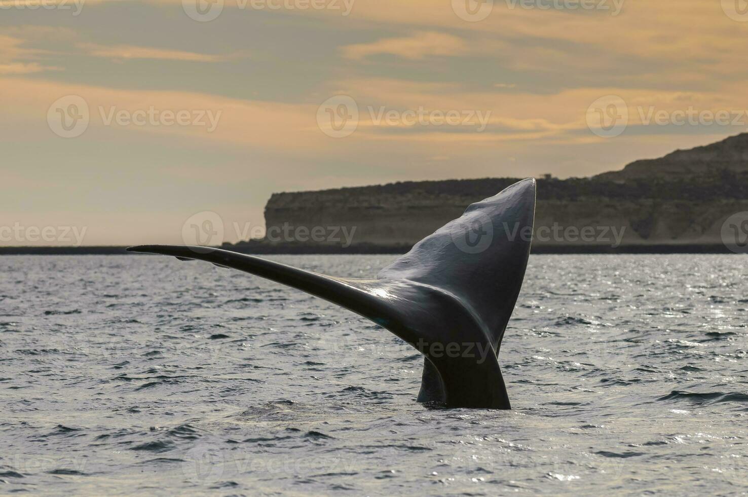 zuidelijk Rechtsaf walvis staart , schiereiland valdes Patagonië , Argentinië foto