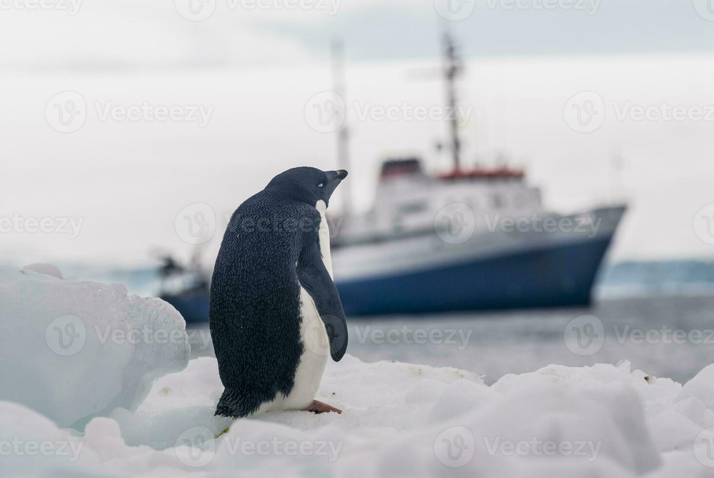 expeditie schip, reis in antarctisch landschap, paulet eiland, in de buurt de antarctisch schiereiland foto