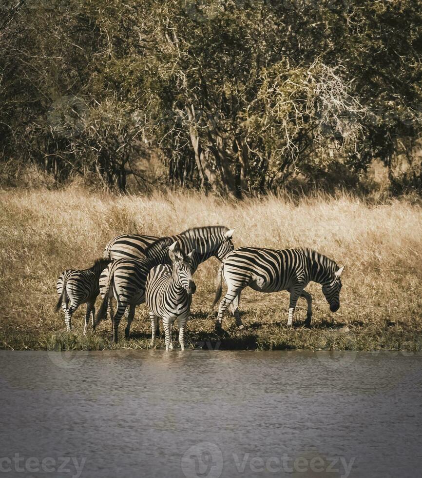 kudde van zebra's in de Afrikaanse savanne foto