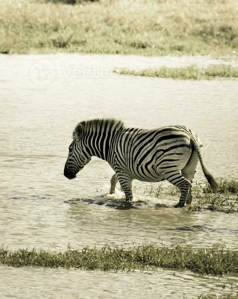 kudde van zebra's in de Afrikaanse savanne foto