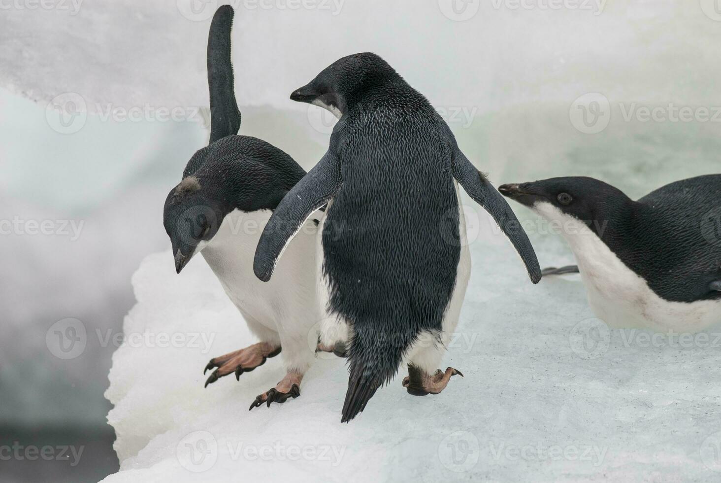 adélie pinguïn, jeugdig Aan ijs, paulet eiland, antarctica foto