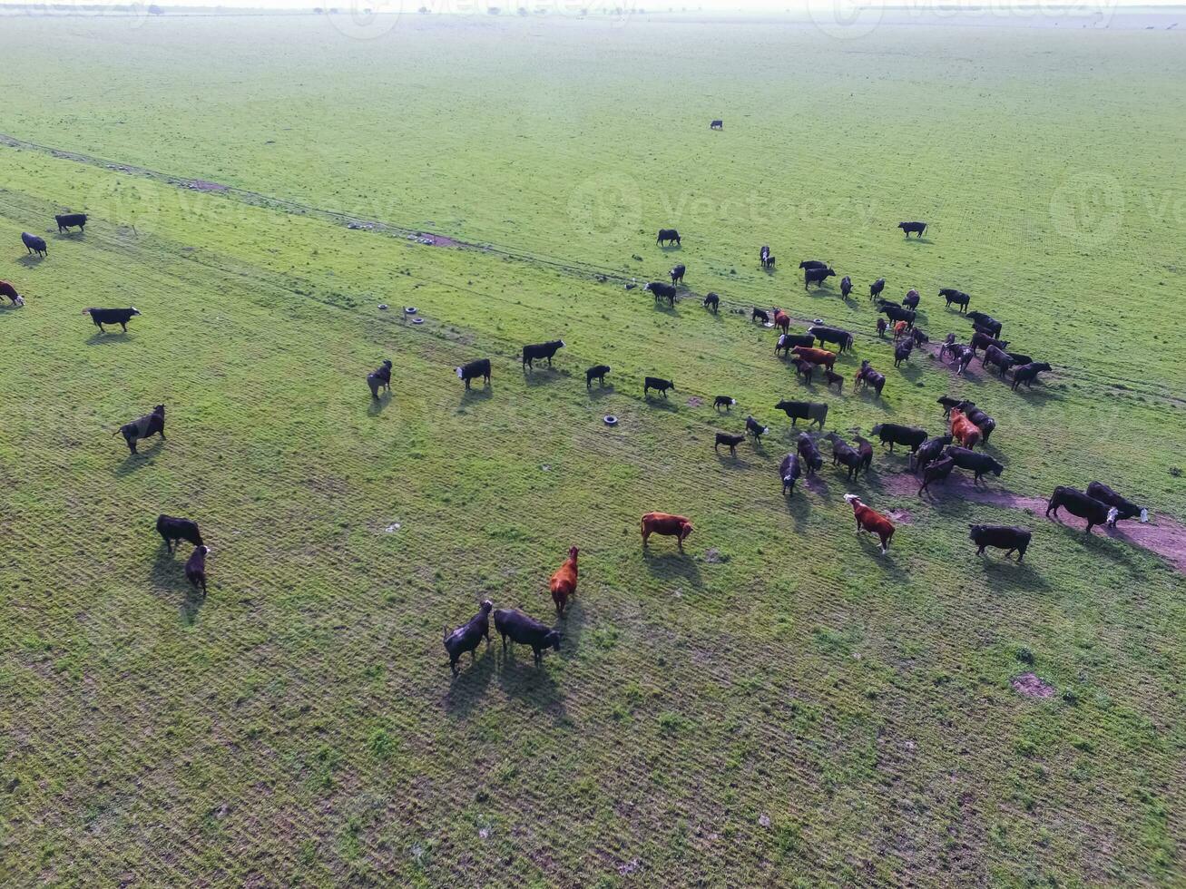rundvlees productie , natuurlijk gras, pampa, Argentinië foto