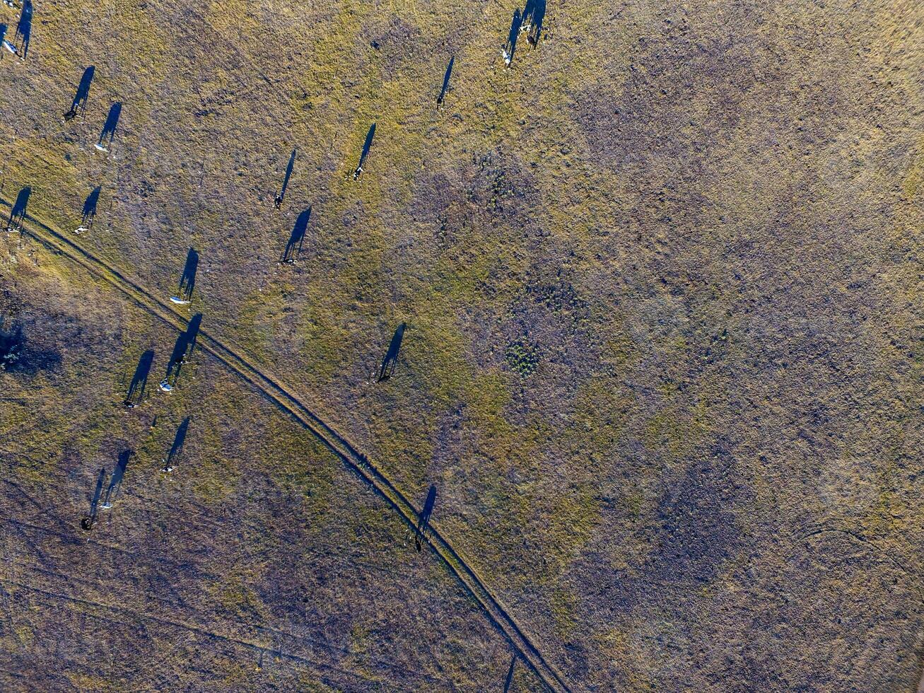 ossen gevoed met natuurlijk gras, pampa, Argentinië foto