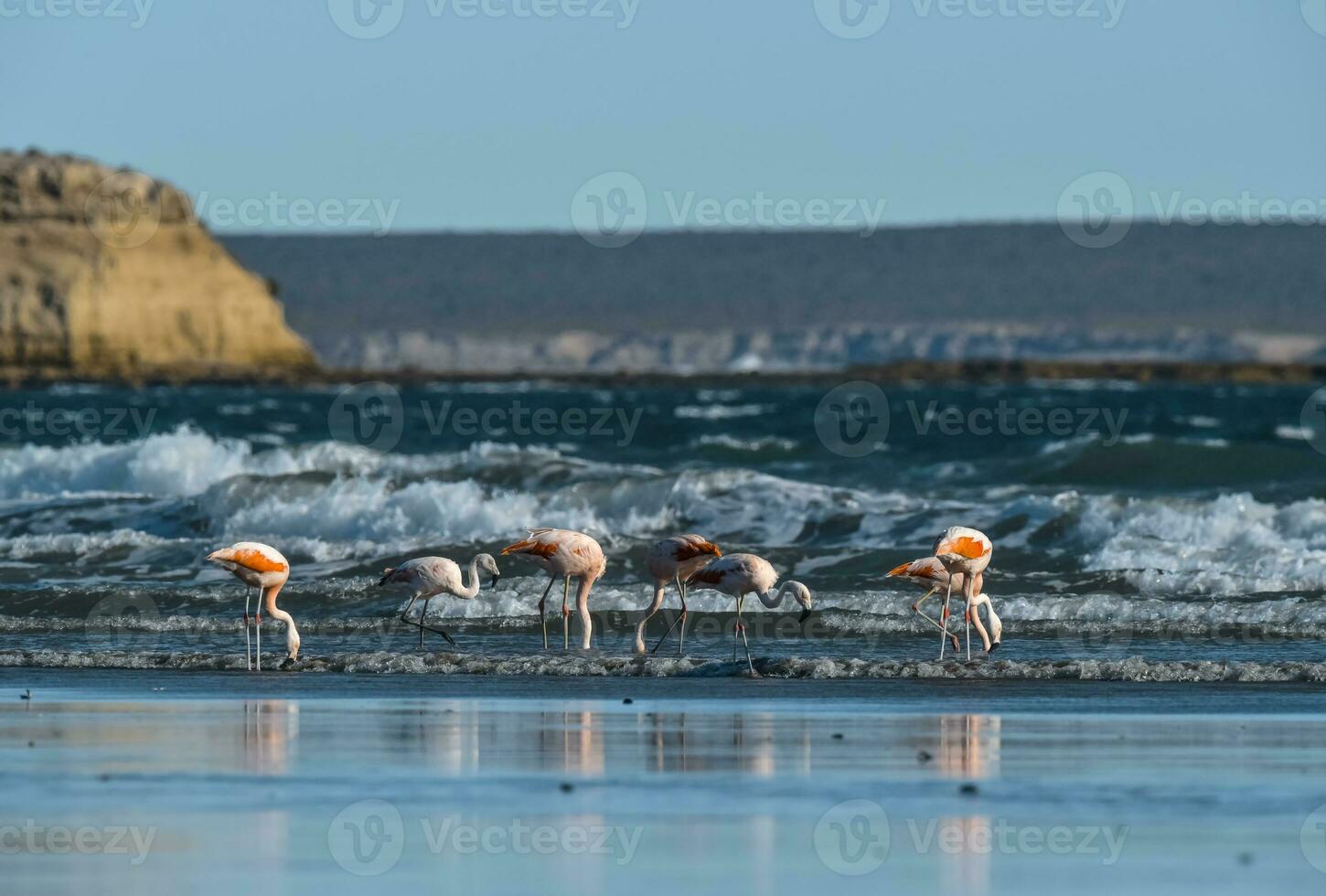 flamingo's voeden Aan de strand, schiereiland valdes, Patagonië foto
