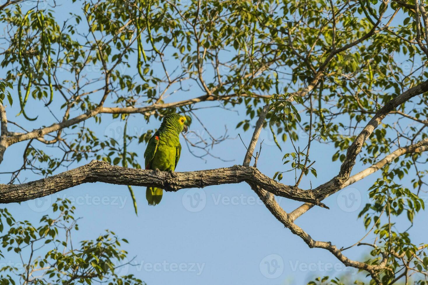 turkoois fronted amazone, panpanal, Brazilië foto