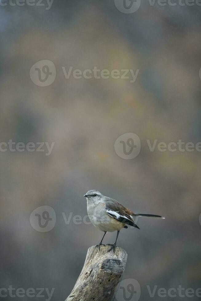 wit gestreept spotlijster, Patagonië, Argentinië foto