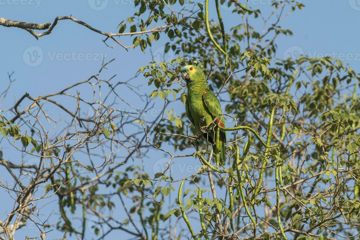 turkoois fronted amazone, panpanal, Brazilië foto