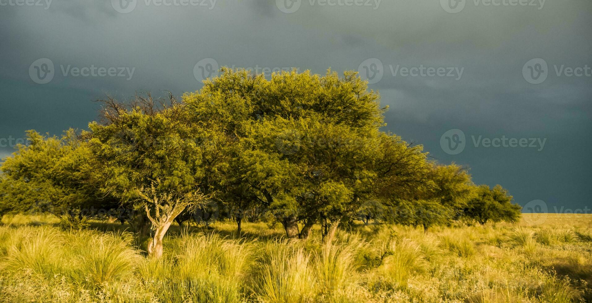 landelijk landschap, buenos aires provincie , Argentinië foto