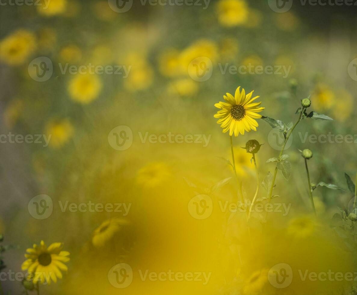wild bloem, la pampa. Patagonië, Argentinië foto