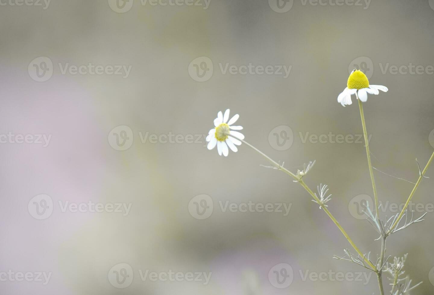 wild bloemen, la pampa. Patagonië, Argentinië foto