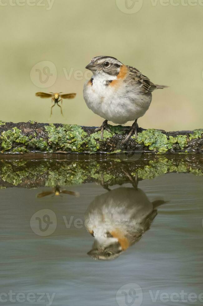 rufous collared mus, zonotrichia capensis, calden voor, la pampa , Argentinië foto