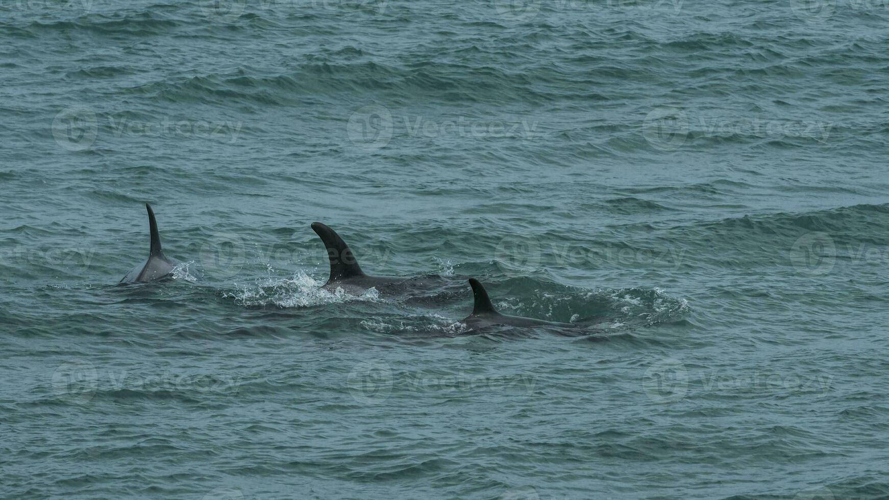 moordenaar walvissen patrouilleren de patagonisch kust, Puerto madryn, Patagonië, Argentinië foto