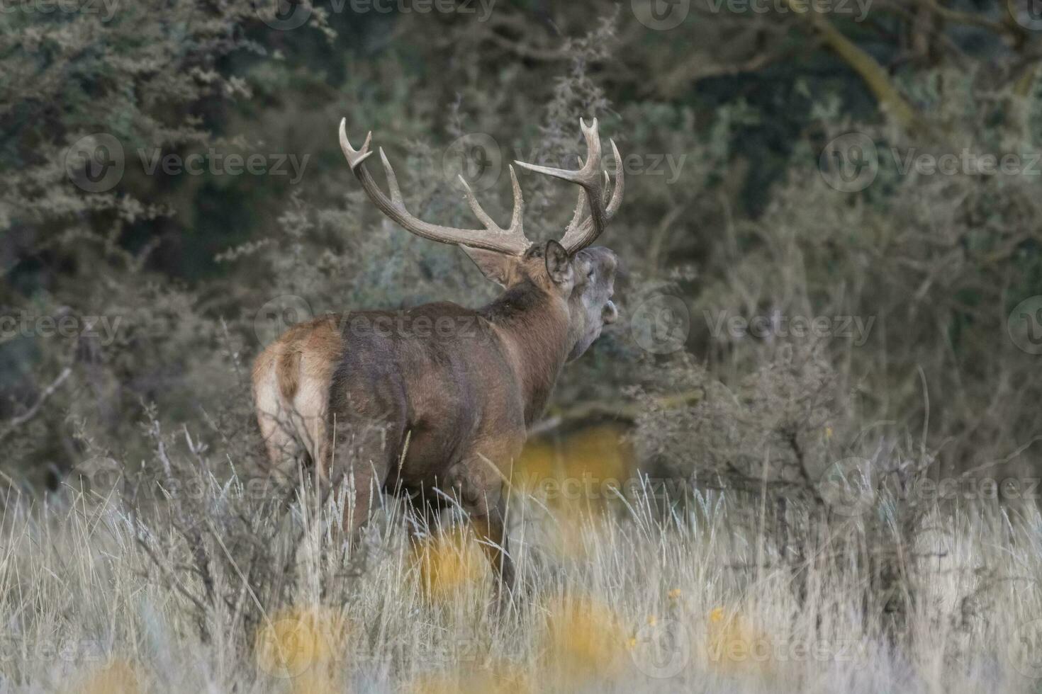 rood hert sleur seizoen, la pampa, Argentinië foto