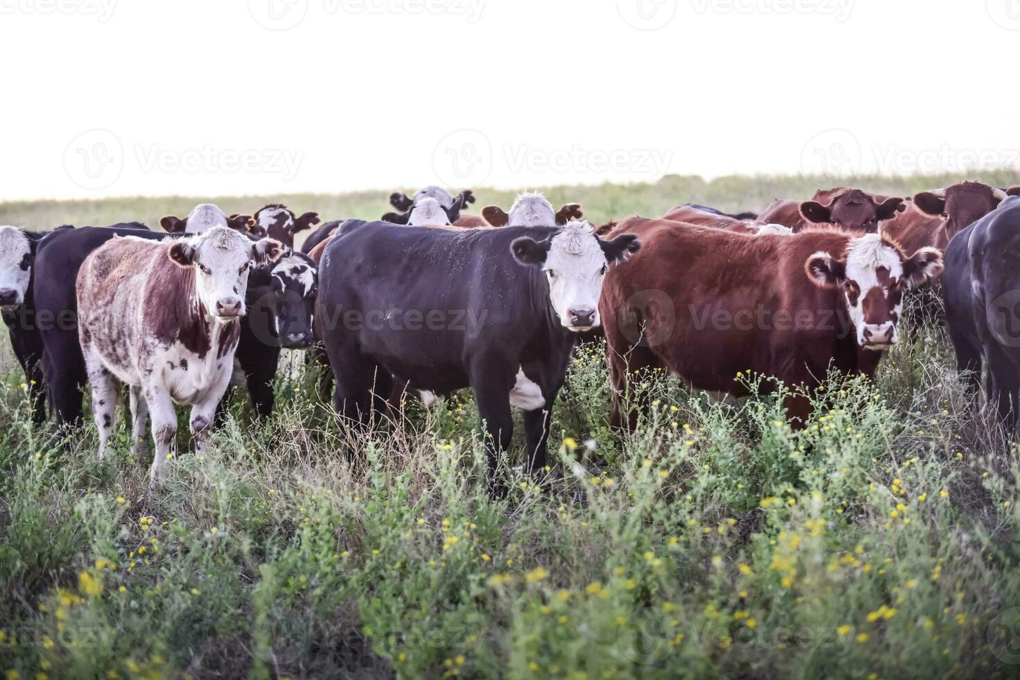 ossen en vaarzen verheven met natuurlijk gras, Argentijns vlees productie foto