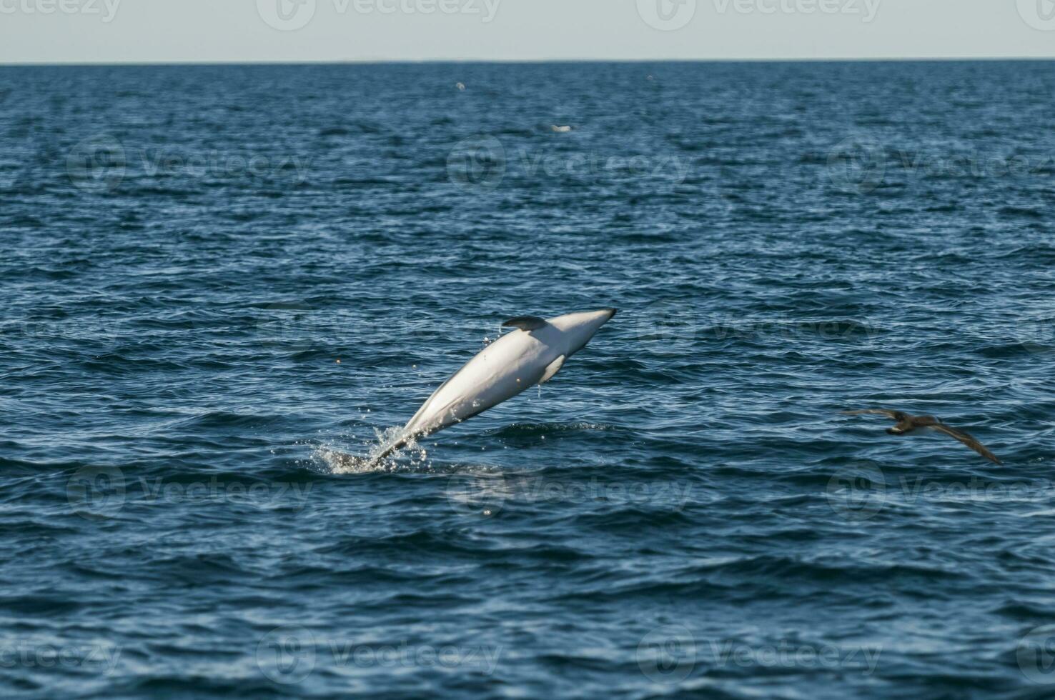 duister dolfijn springen, schiereiland valdes, patagonië, argentinië foto