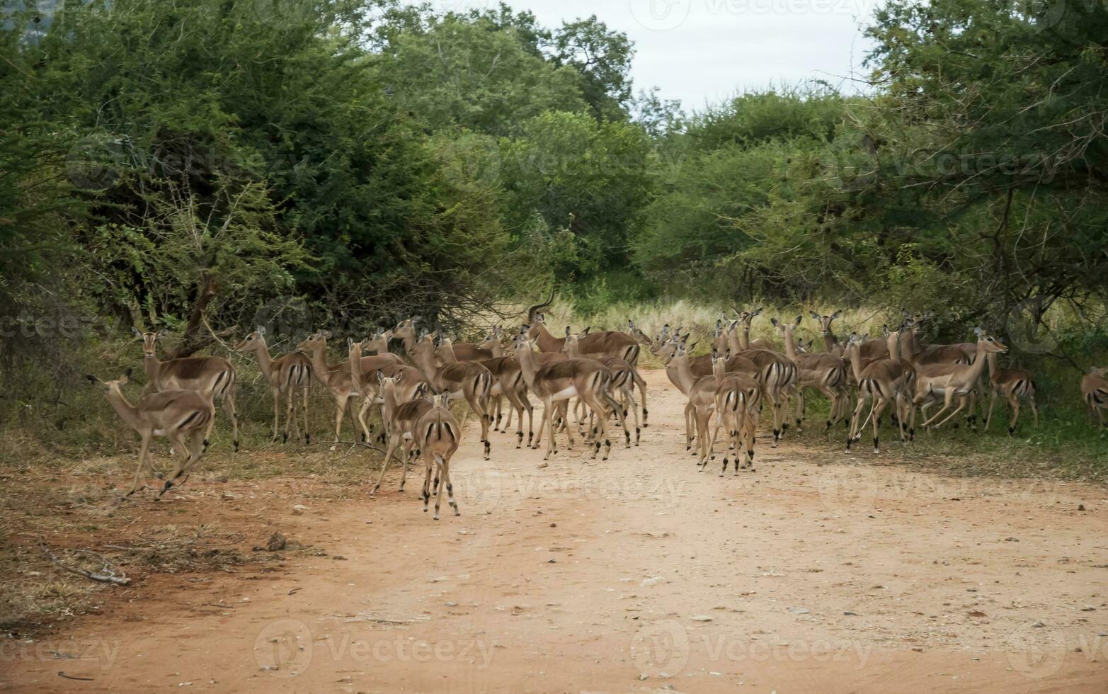 Impala zuiden Afrika foto