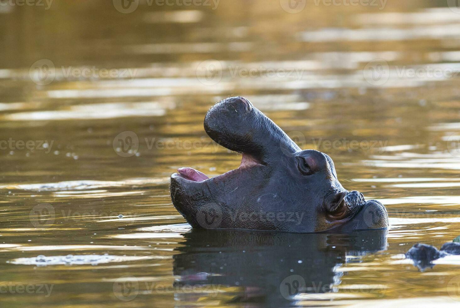 nijlpaard , Kruger nationaal park , Afrika foto