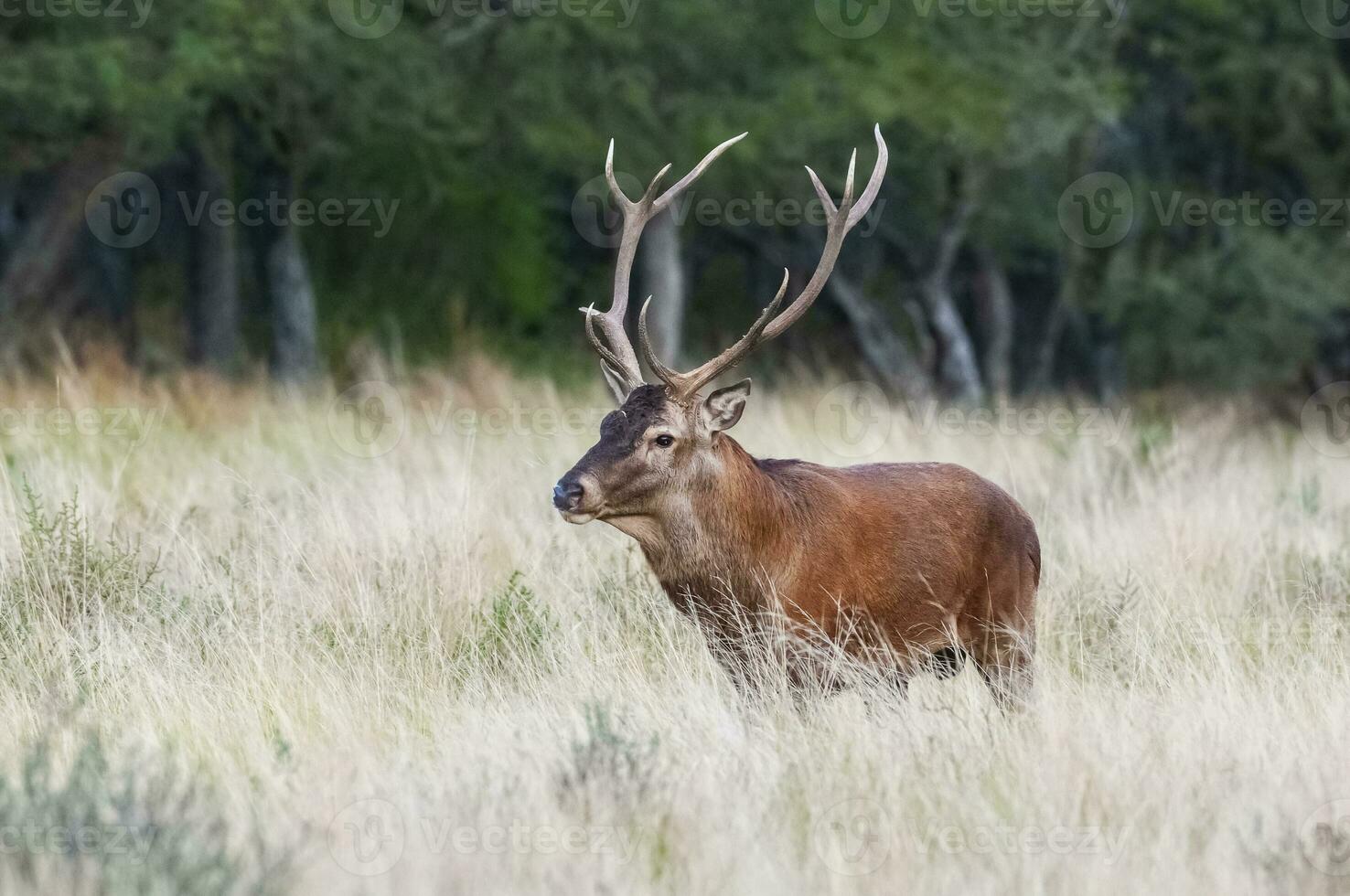 rood hert in calden Woud omgeving, la pampa, Argentinië, parque luro, natuur reserveren foto