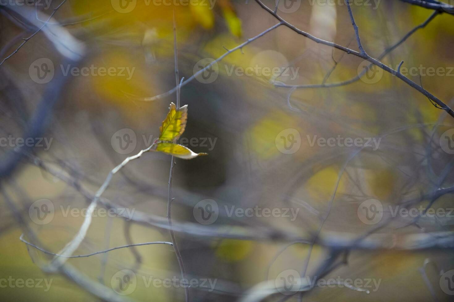 herfst bladeren in de Woud, la pampa provincie, Patagonië, Argentinië. foto