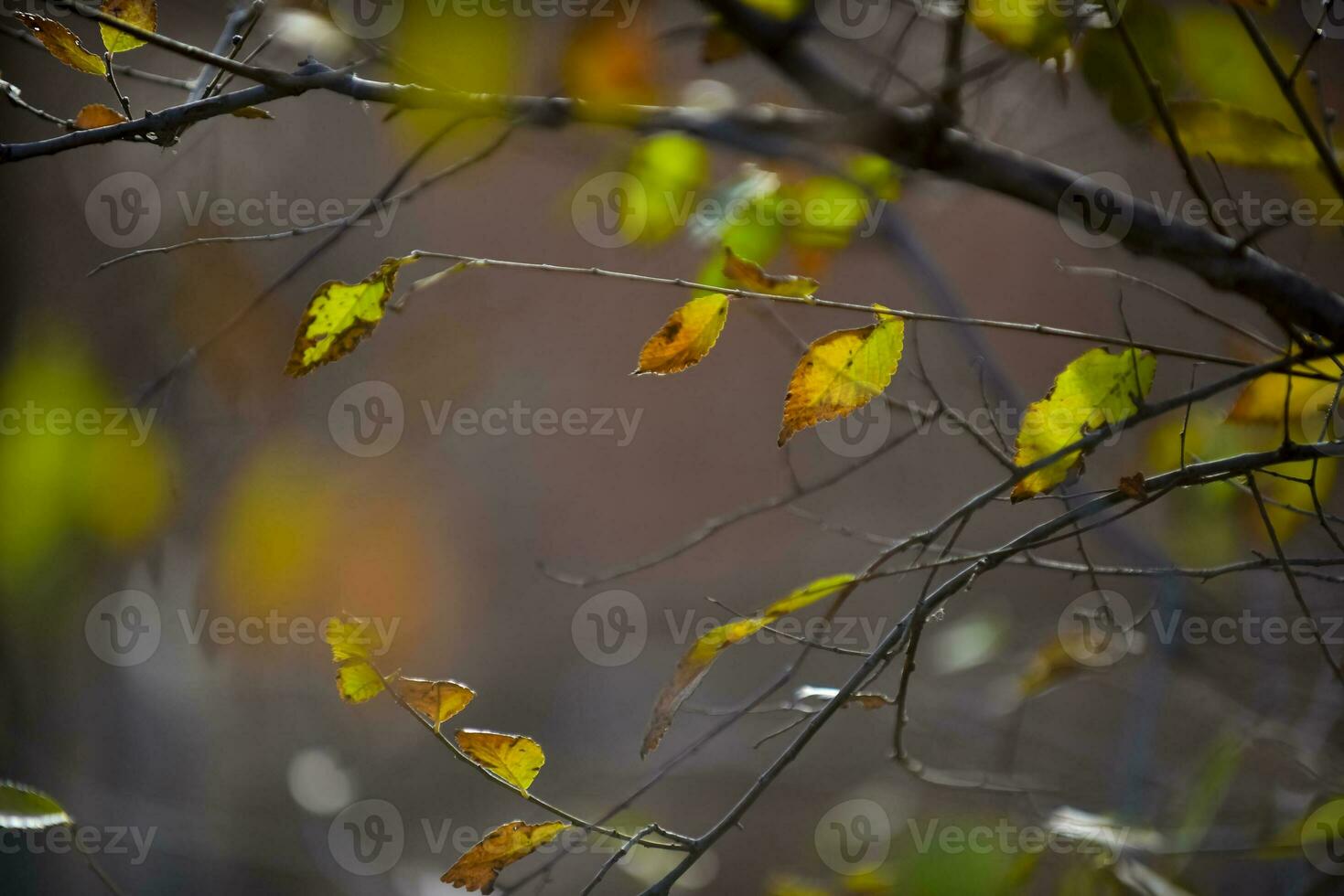 herfst bladeren in de Woud, la pampa provincie, Patagonië, Argentinië. foto
