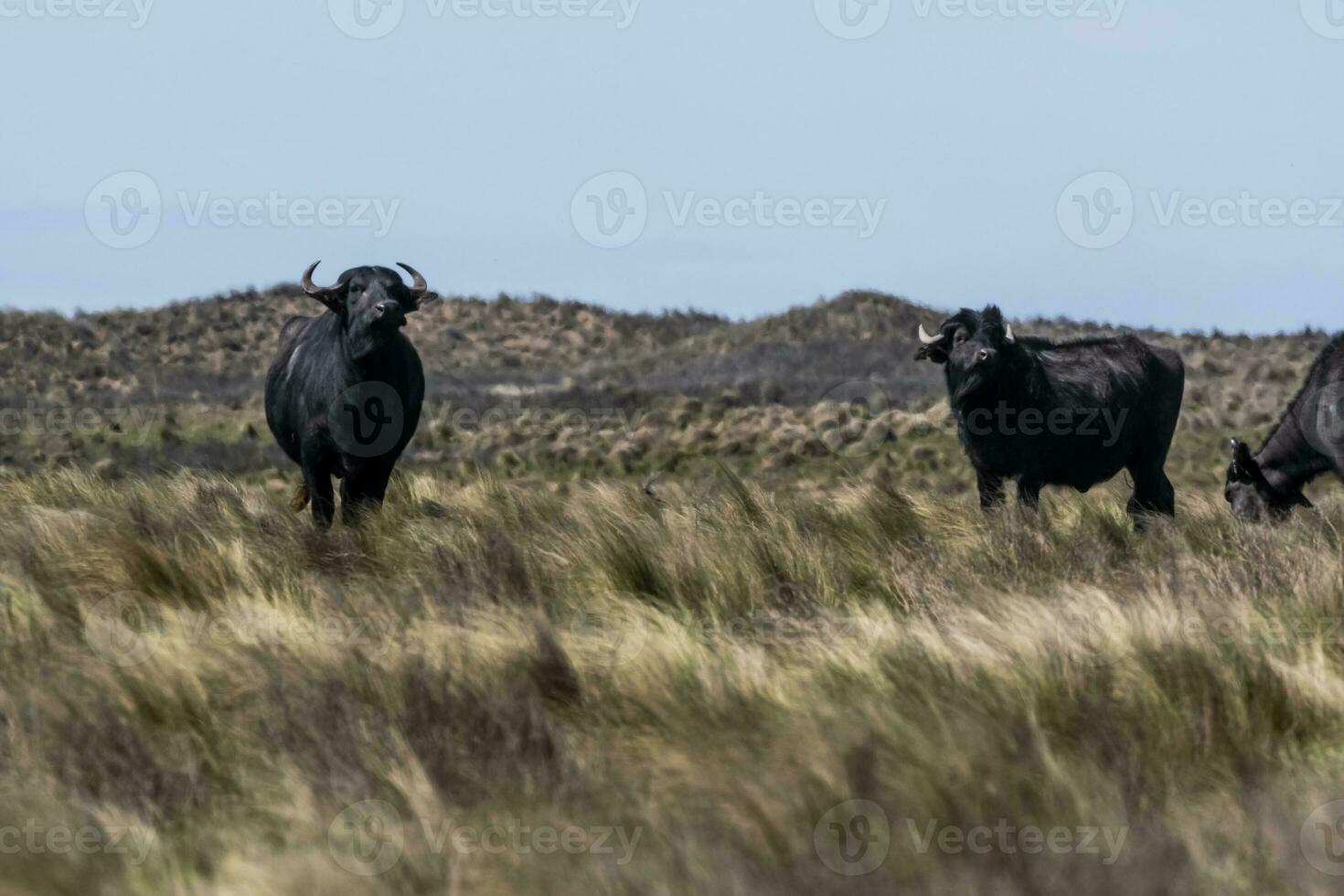 water buffel, bubalus bubalis, soorten geïntroduceerd in Argentinië, la pampa provincie, Patagonië. foto