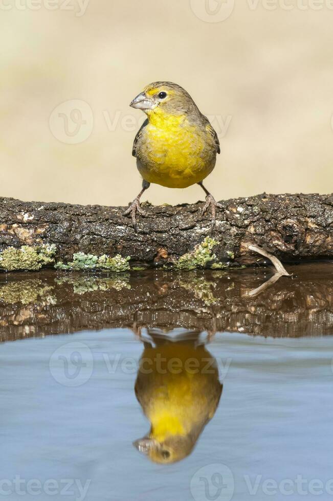 saffraan vink , sicalis flaveola, la pampa, Argentinië. foto