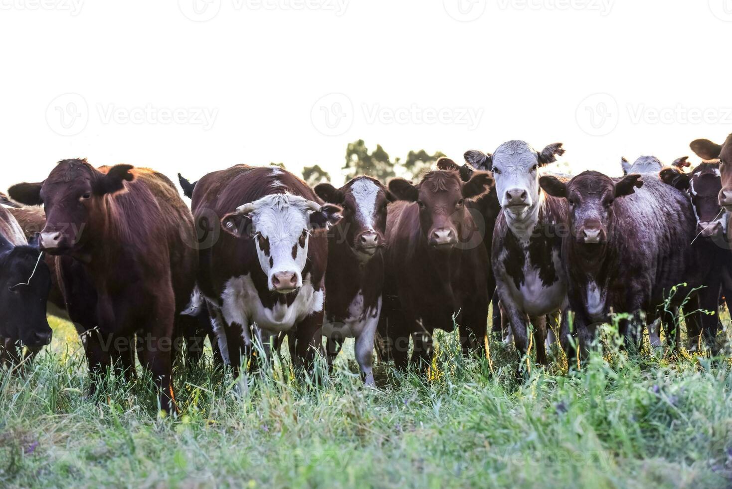 koeien in platteland, pampa, Argentinië foto