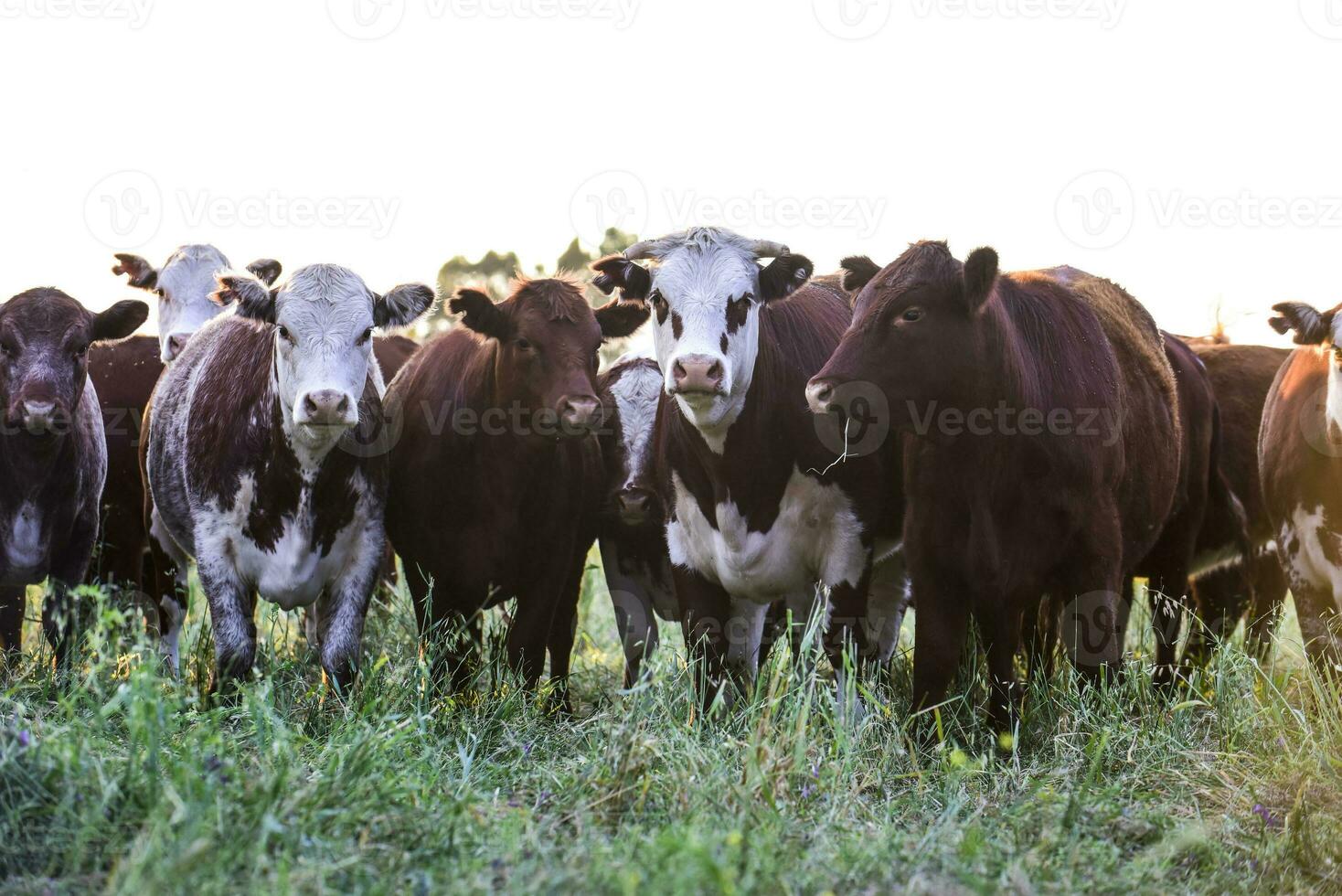 koeien in platteland, pampa, Argentinië foto