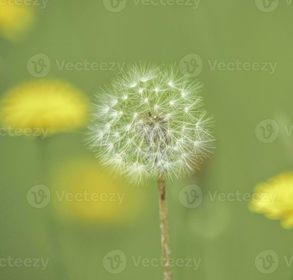 vliegend zaden, wild bloem, Patagonië foto