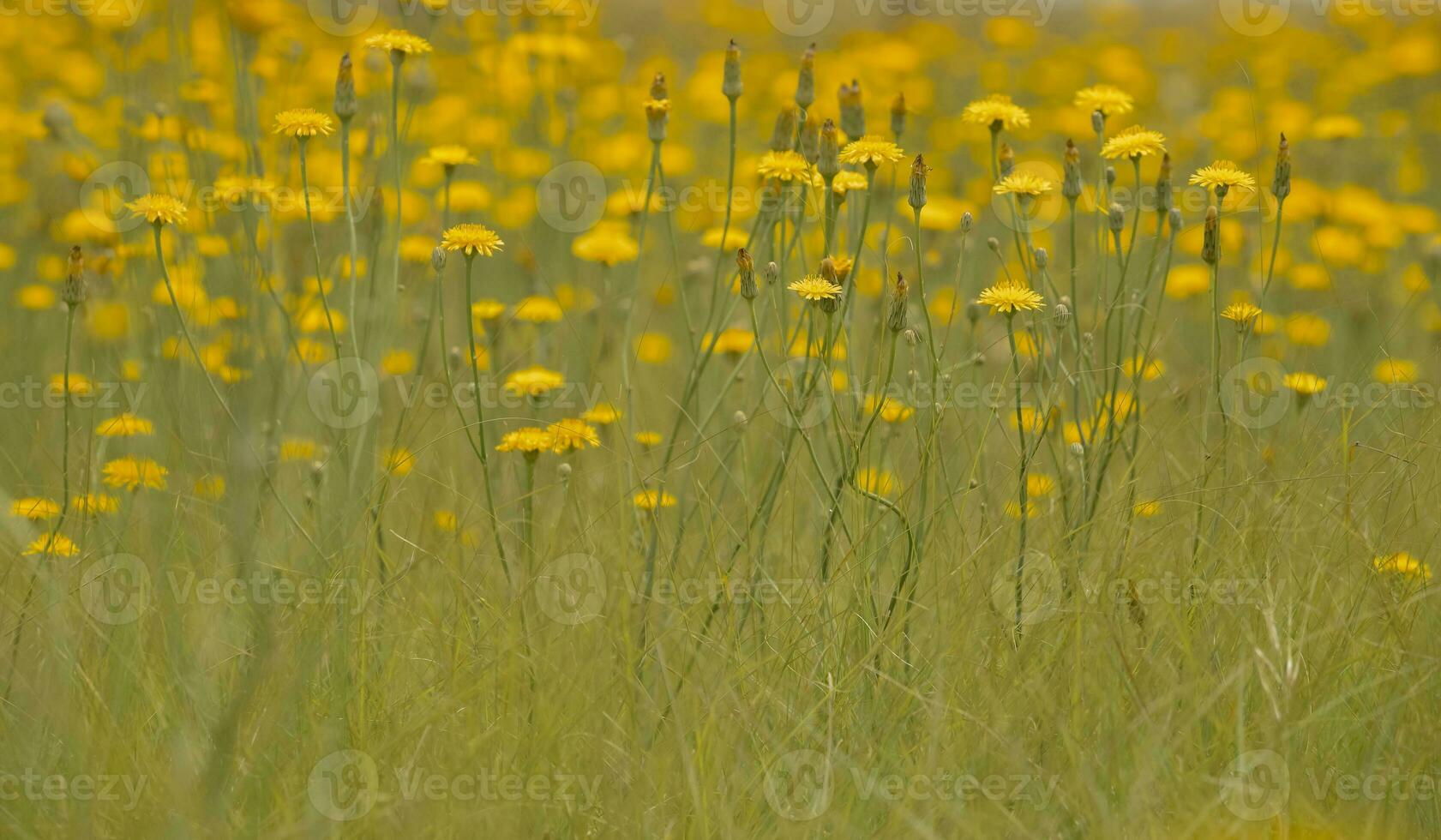 geel wild bloem in Patagonië, Argentinië foto