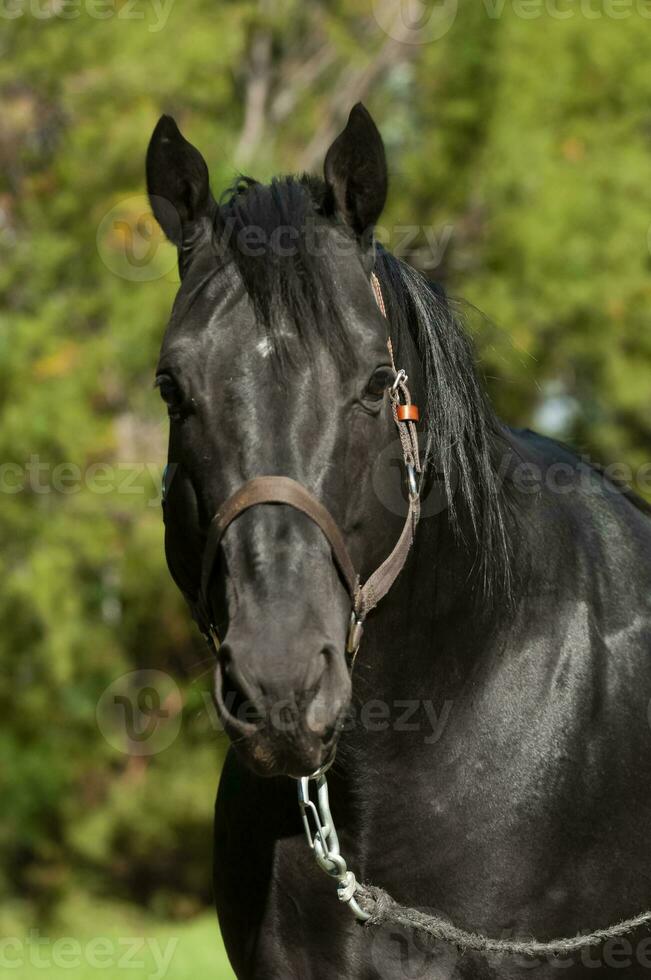zwart fokken paard, portret, la pampa provincie, Patagonië, Argentinië. foto