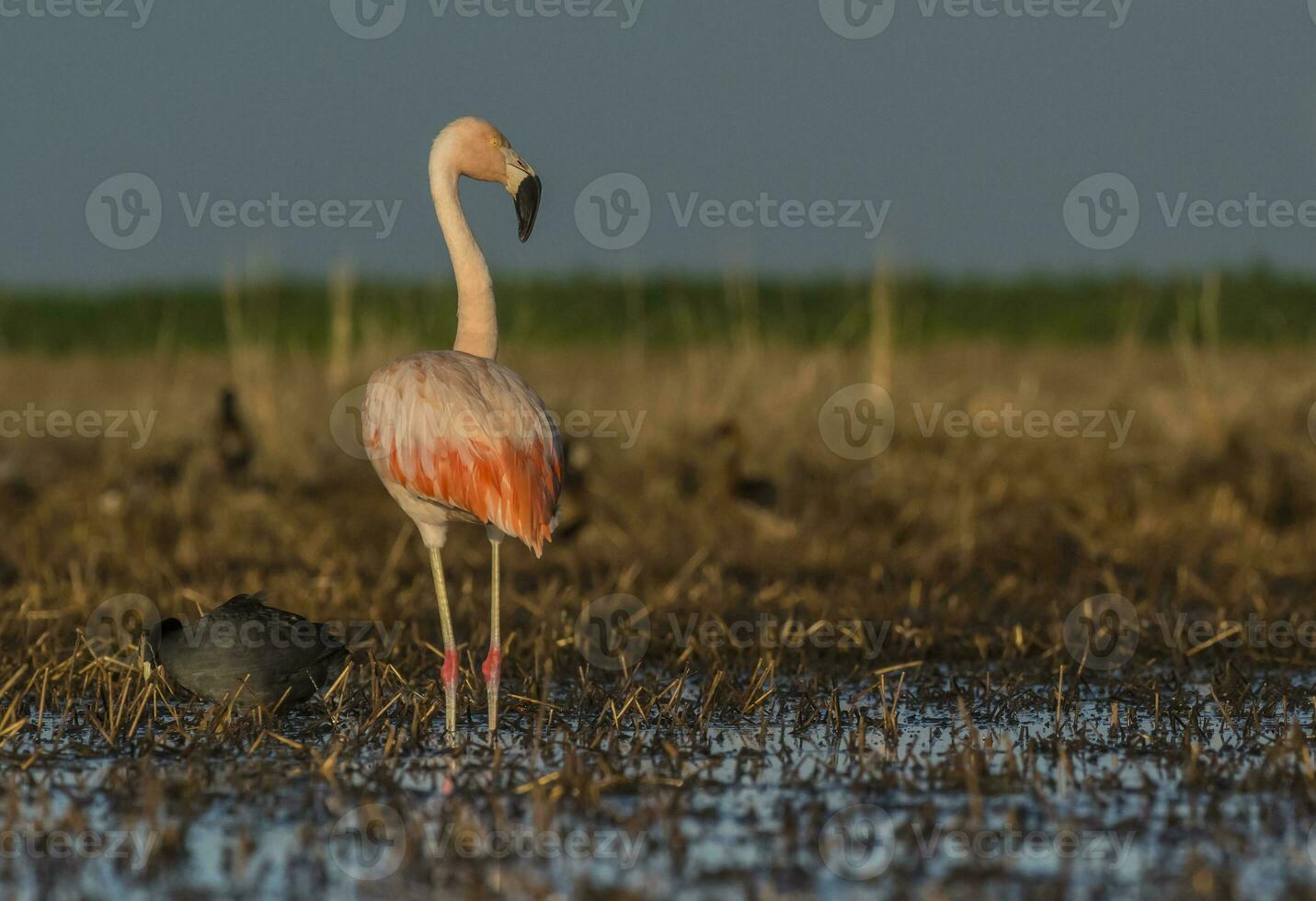 flamingo's, Patagonië Argentinië foto