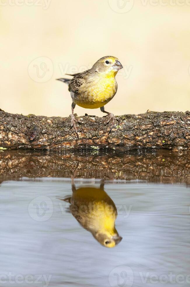 saffraan vink , sicalis flaveola, la pampa, Argentinië. foto